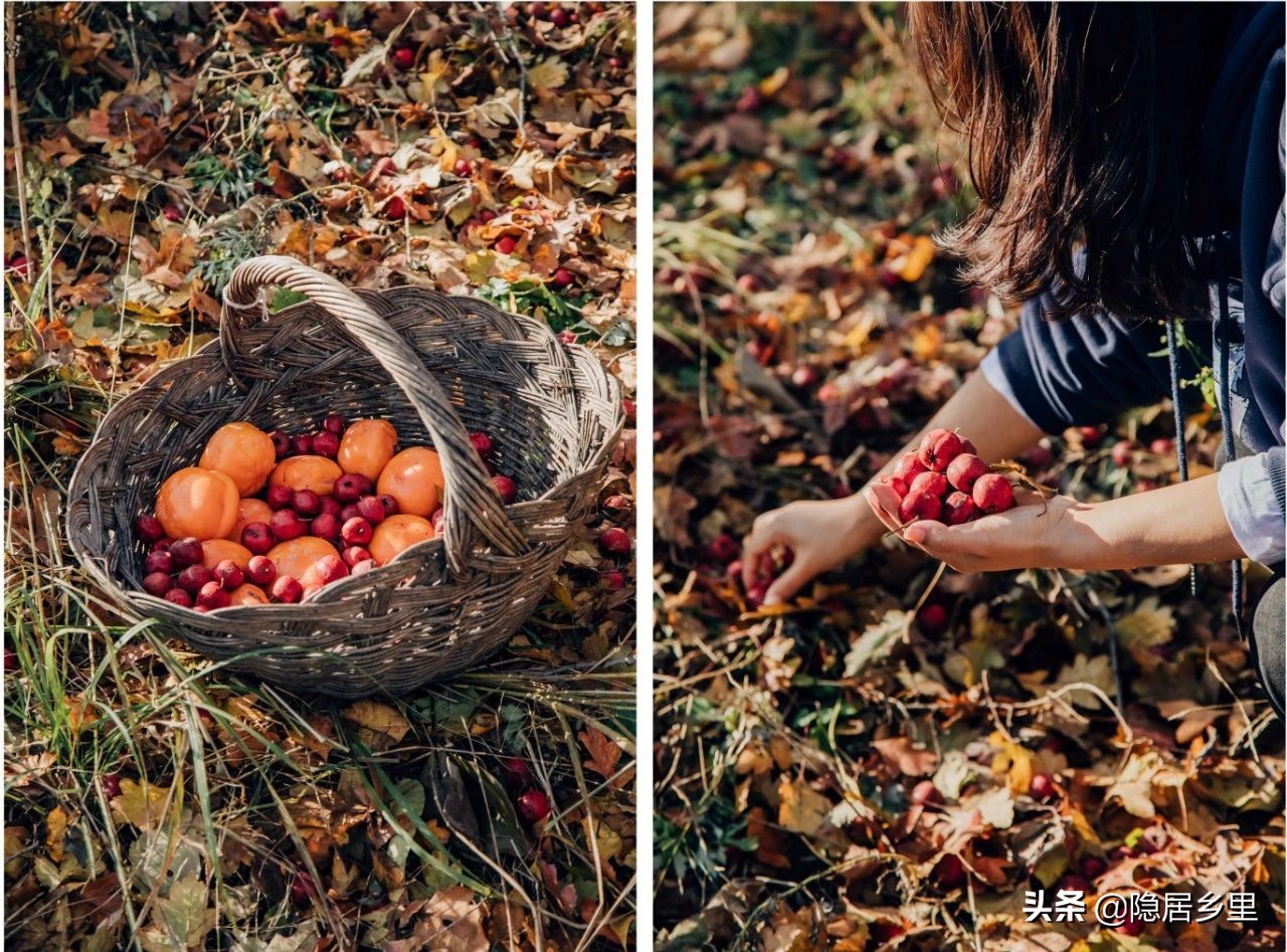 亲子京郊游红叶,国庆去北京看红叶攻略