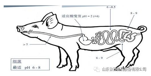 刚产的仔猪拉黄白痢怎么治,猪细菌性腹泻