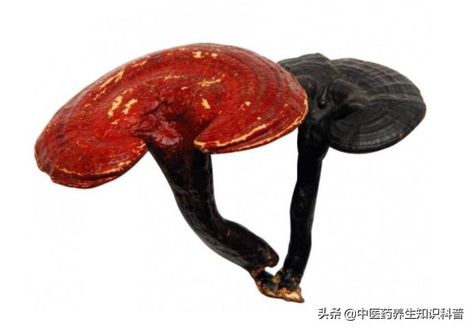 灵芝粉、灵芝孢子粉和破壁灵芝孢子粉一样吗？三者有什么不同？