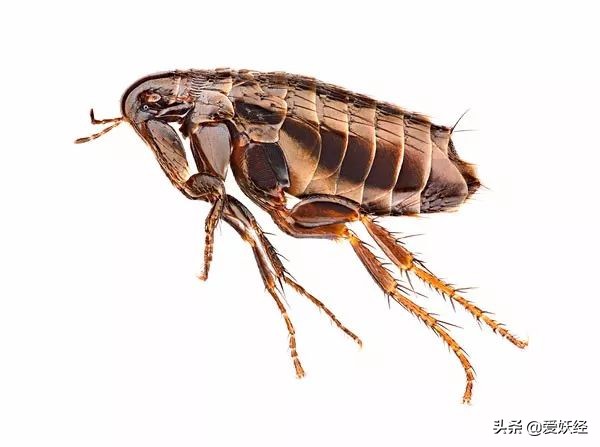 别说老狐狸不宠粉,你们要的猫用驱虫药测评!来喽