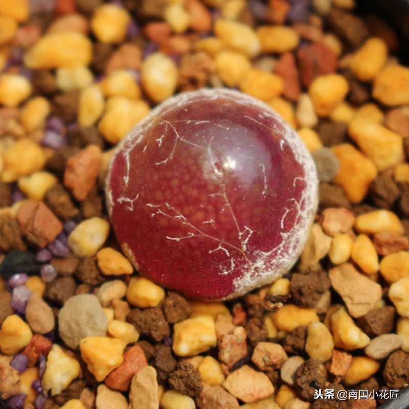 小多肉多少钱一盆,小多肉5-8公分批发