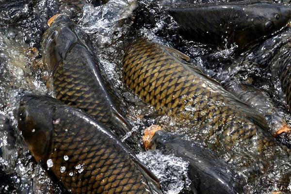 池塘养鲤鱼高产技术,最新鲤鱼养殖技术