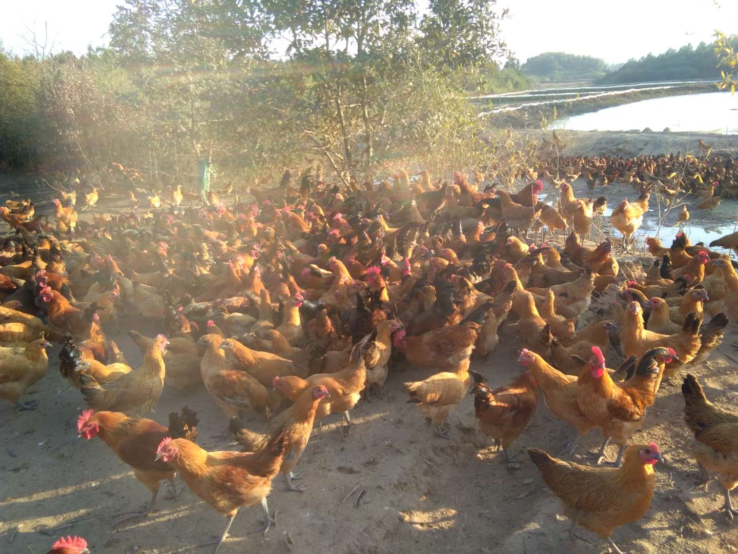 金溪厂房着火最新消息,江西金溪县森林火灾