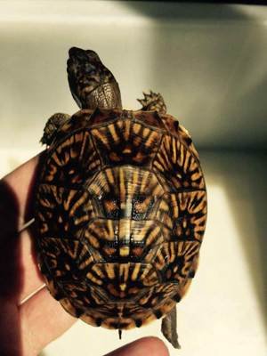 两栖龟陆龟海龟区别,陆地龟和陆龟是一个品种吗