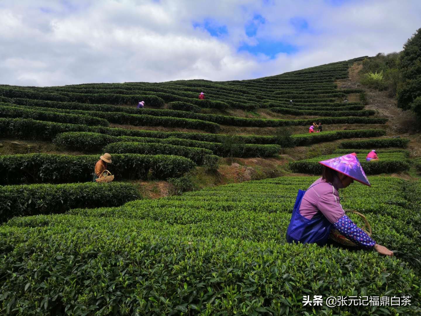 张元记福鼎白茶白牡丹,福鼎白茶张元记