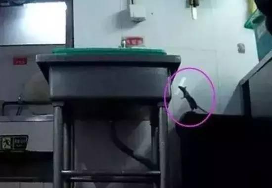 早餐店如何灭鼠,餐饮业如何防鼠灭鼠