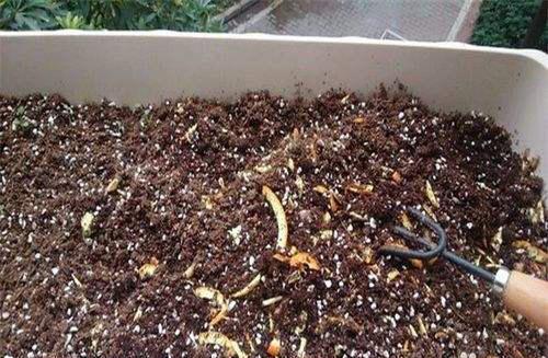 养花换的老土如何处理掉,养花用过的旧土怎么处理