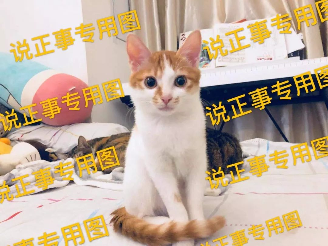 猫咪可怕的病,猫传腹口服441和针剂441的区别
