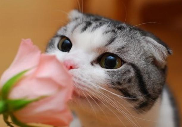 最近很火的猫咪折耳猫,有着天使的面孔的猫