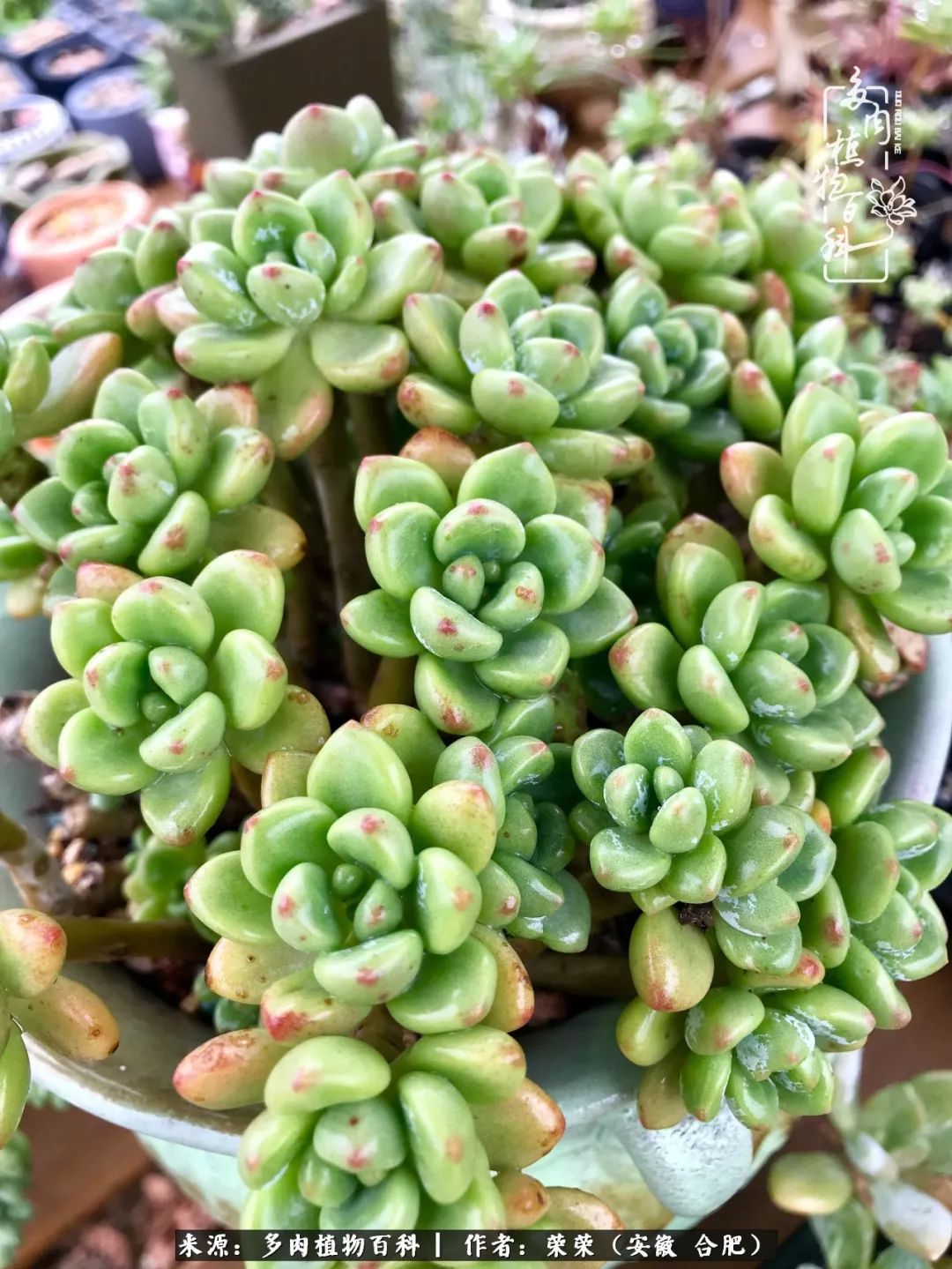 入秋后多肉是露养好还是室内养好,入夏后露养的多肉要搬进室内吗