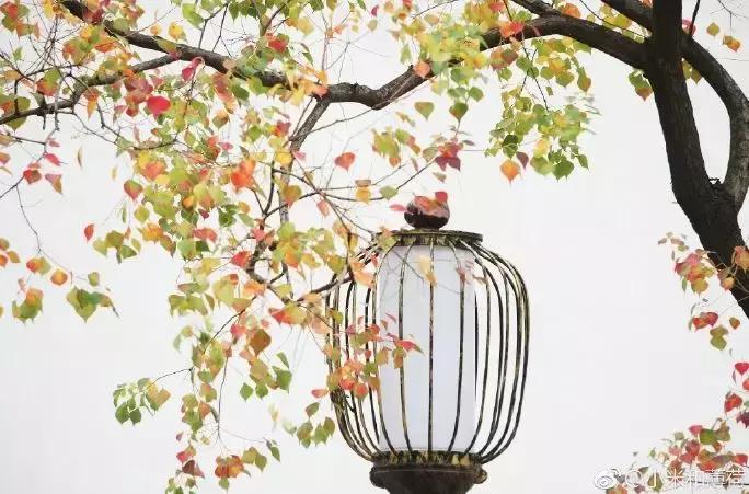 南京的秋天浪漫吗,一起去看南京最美的秋天