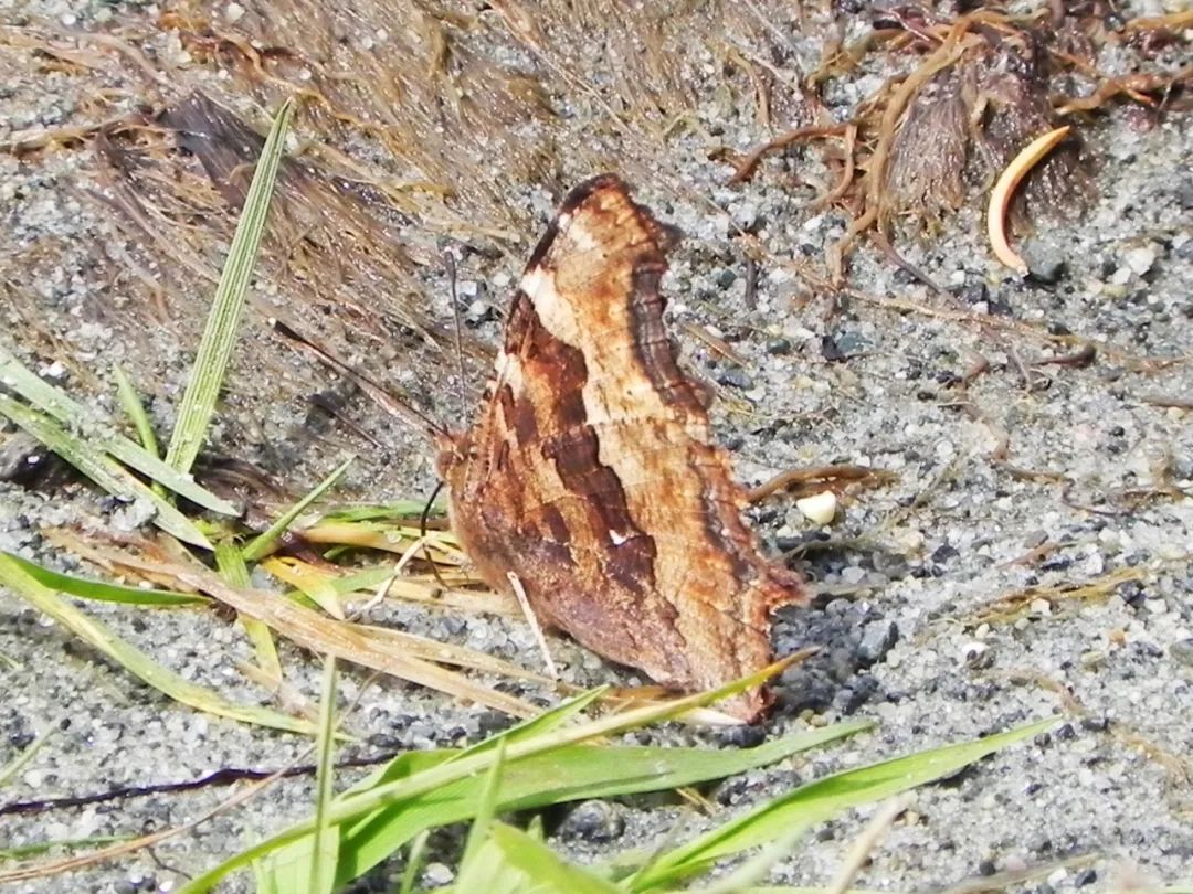 *疆新**的蝴蝶，惊世骇俗