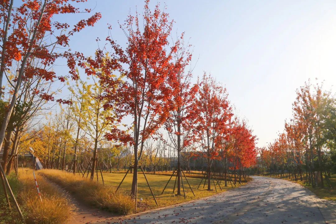 上海最美秋景,上海哪些公园可以拍秋景