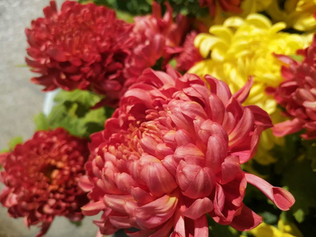 菊花常见病害有哪些,菊花好养吗病害多吗