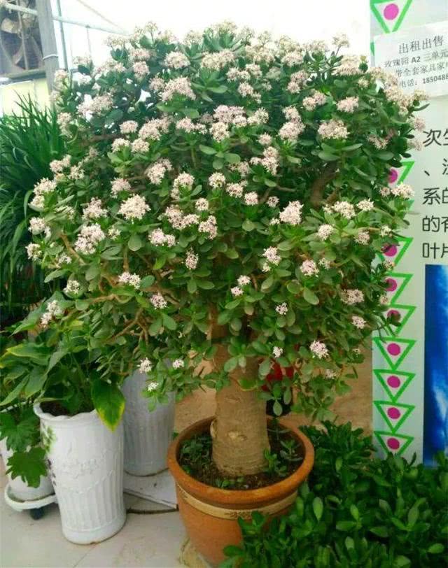 四种便宜又好养的花卉,一年四季最好养的盆景花