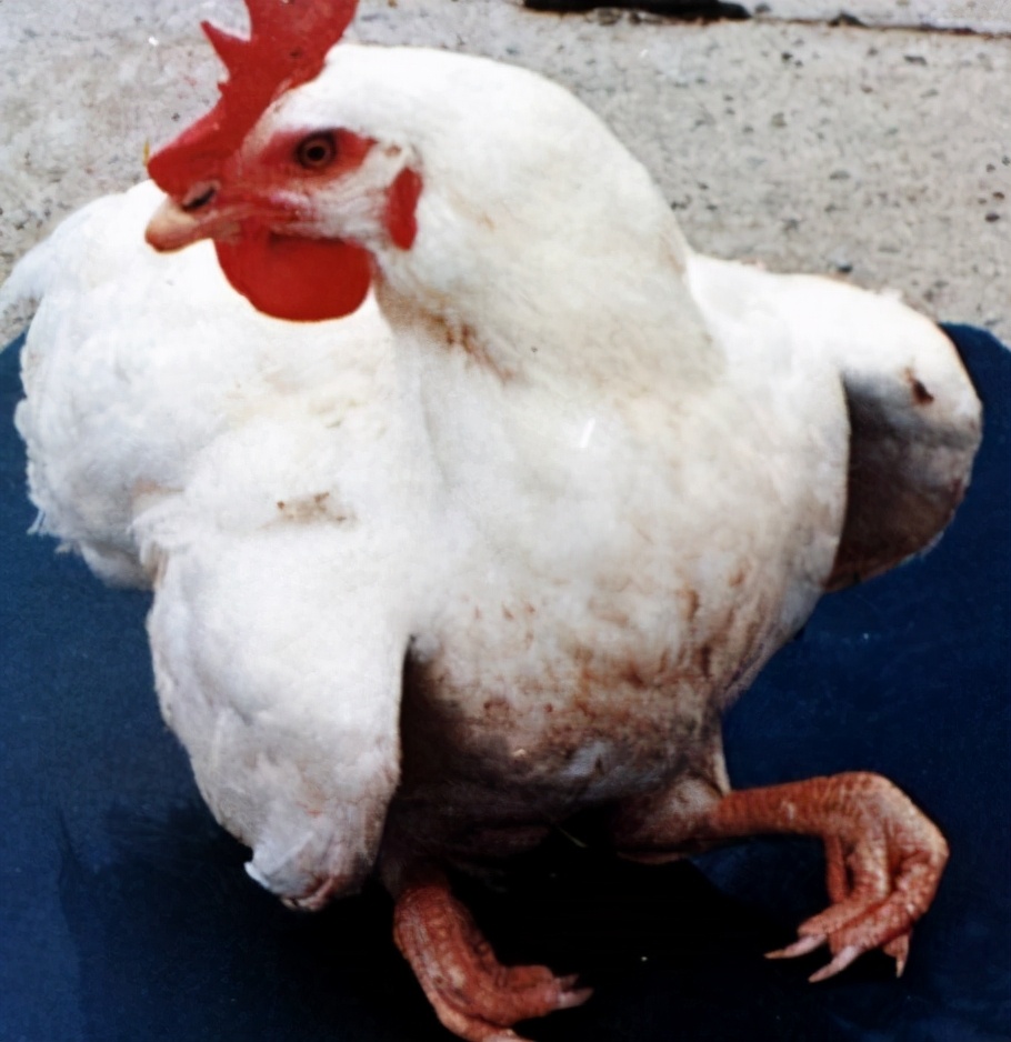 鸡滑膜炎最好的治疗方法,鸡的脚瘸什么病