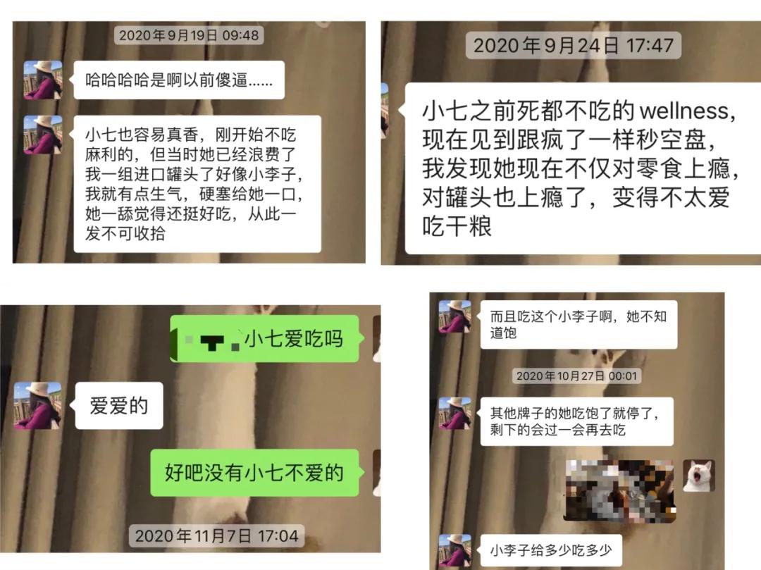 猫不吃罐罐怎么办,英短猫吃零食不吃主食咋办