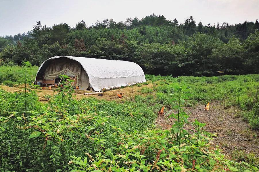 养鸡100万致富经视频,900元养鸡养猪