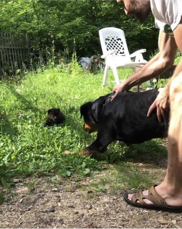 我的萌宠鸟类,我的萌宠是只牛原版