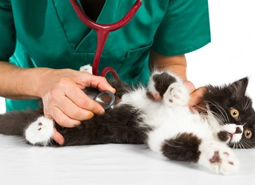 猫咪子宫蓄脓用地米能治好吗,胆小慎入猫咪