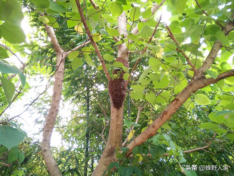 养蜂人为什么到处跑,蜜蜂分蜂怎么快速找到蜂王