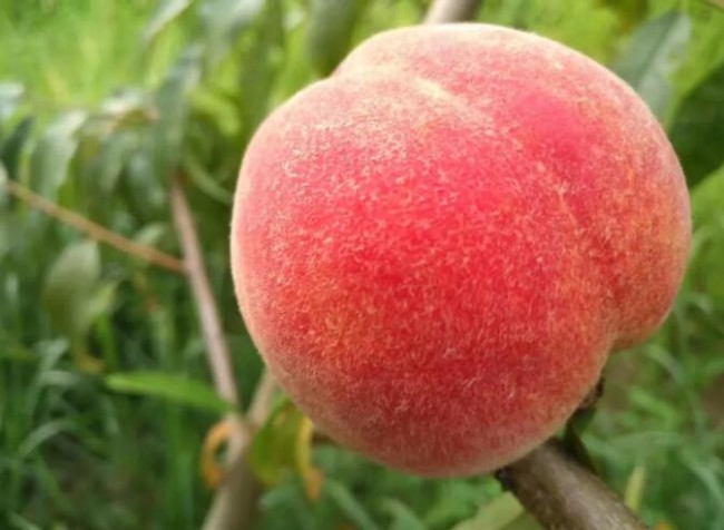 塞上桃园里的爱与希望