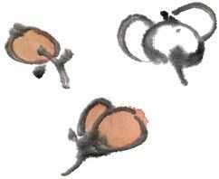 零基础梅花花朵入门画法,零基础学国画梅花入门步骤