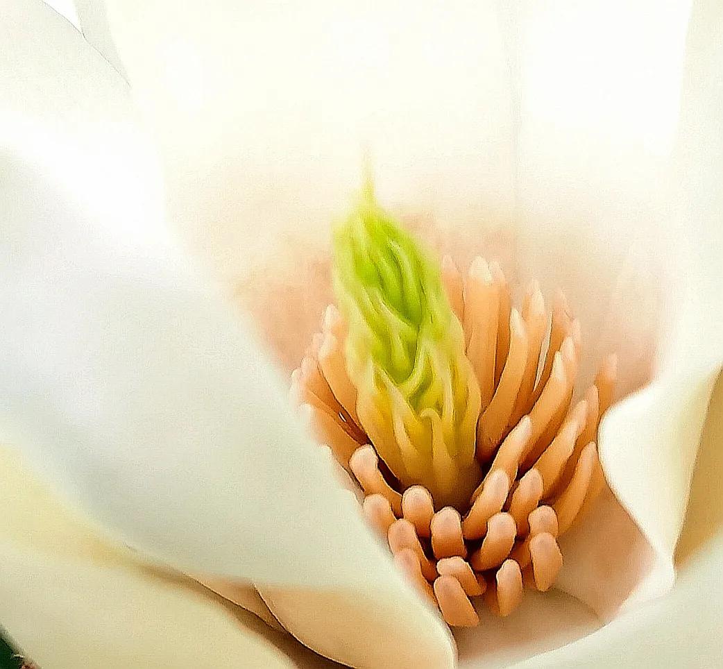 沈从文笔下的边城故事,沈从文笔下的少女