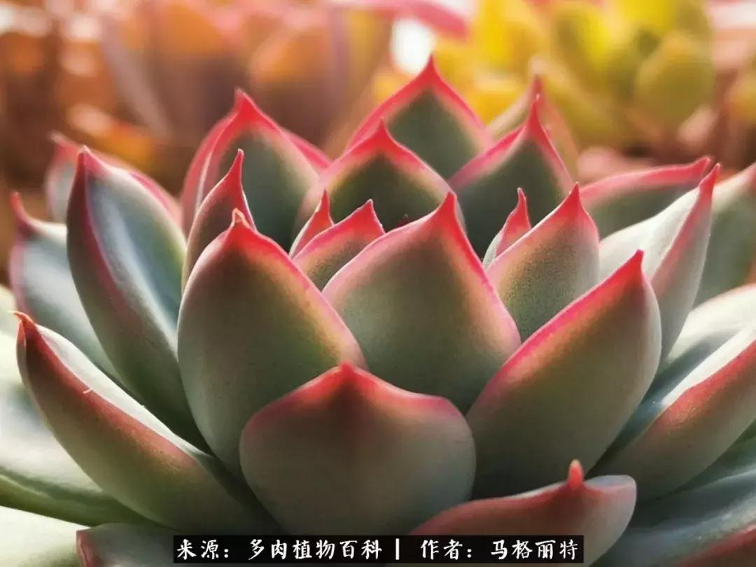 北方阳台多肉怎么过冬,北方阳台多肉