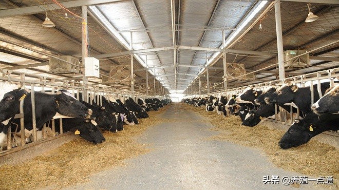 高产奶牛的饲养管理技术要求,秋冬季节奶牛的饲养管理