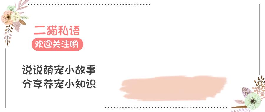 猫是肉食动物为什么它吃猫草,猫咪是食肉动物为什么喜欢吃猫草