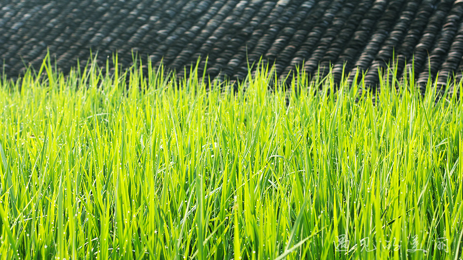 龙脊梯田风景区被破坏过吗,桂林龙脊梯田最全攻略