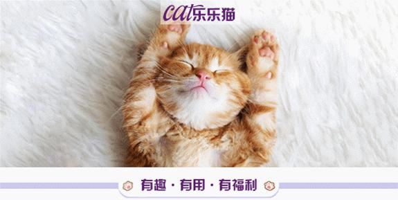 新手养猫注意事项养猫人经验总结,养猫人必备的小妙招快收藏起来吧