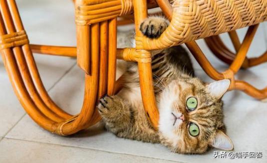 猫咪头部红肿鼻腔出血,猫咪头部结痂掉毛怎么办