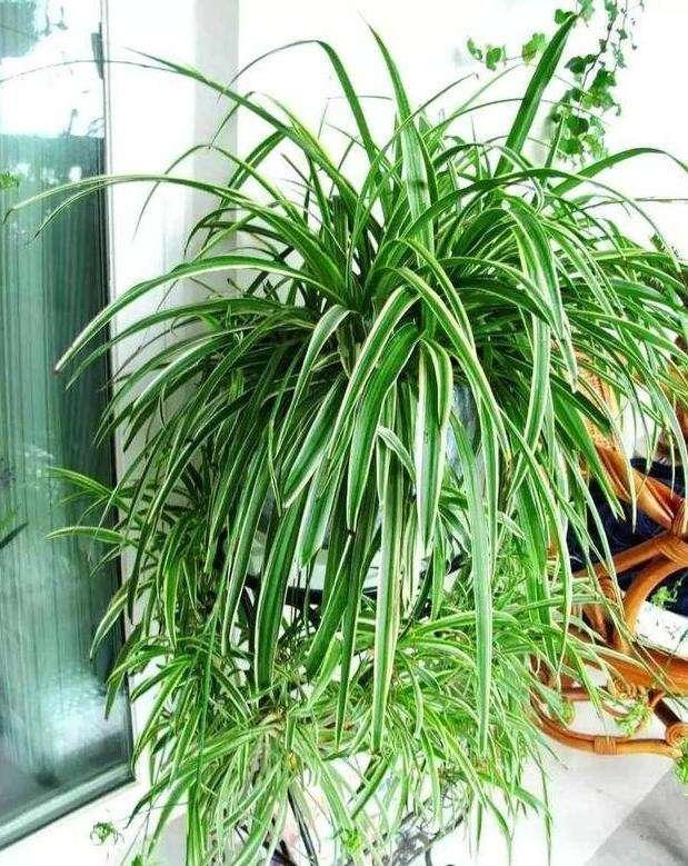 吊兰叶子黄了干枯了怎么修剪,养吊兰只需1招不黄叶