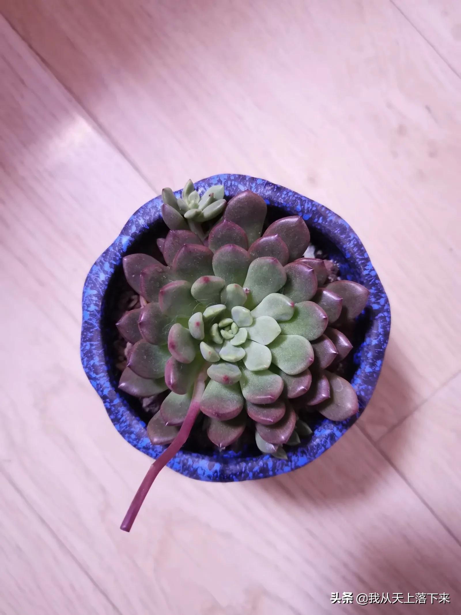 89种常见多肉植物品种图，实物拍摄，还不认识的小伙伴赶紧收藏好