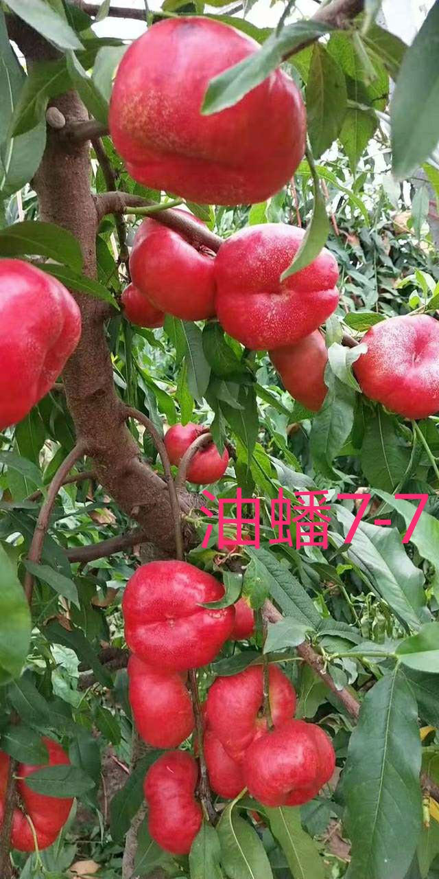 桃树前景,桃树种植前景及利润