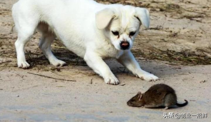 将“狗拿耗子”做成一个小本创业项目，这手段，让人佩服