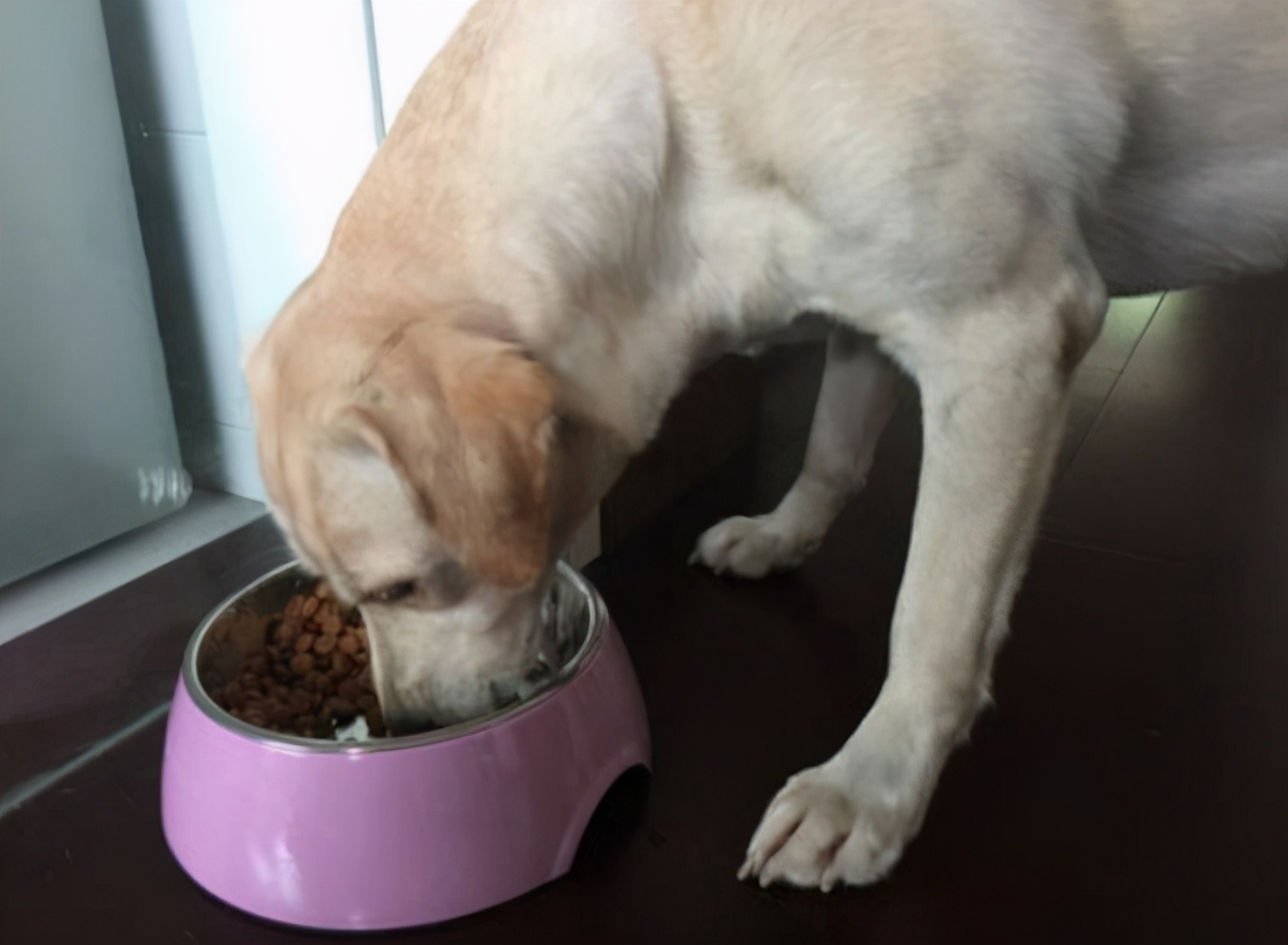 狗狗中暑的急救方法,狗狗中暑和解救方法