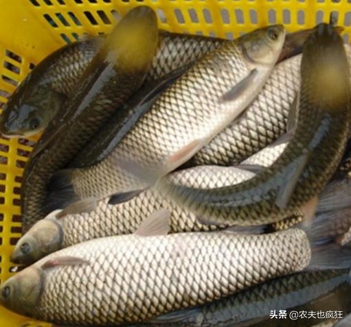 草鱼是掠食性强的鱼吗,四大家鱼是鲤鱼科吗