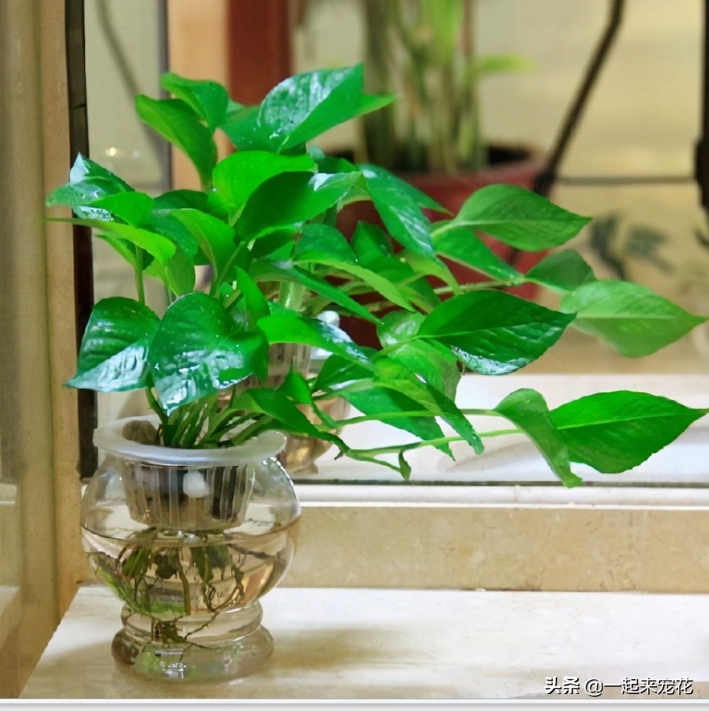 家中的盆栽花叶黑了怎么处理,家里的花花有黄叶怎么办