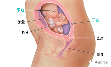 孕期周刊27周,孕期周刊25周