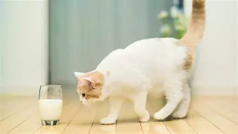 体型小的猫怀孕期间要注意什么,猫长胖只长肚子怎么办