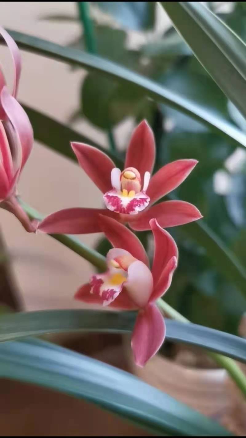 杂交兰花草的特点,杂交兰花蕙兰