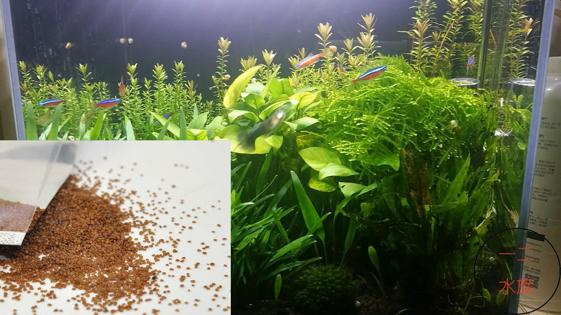 草缸玩家不会使用的水草,水草缸种子有必要吗