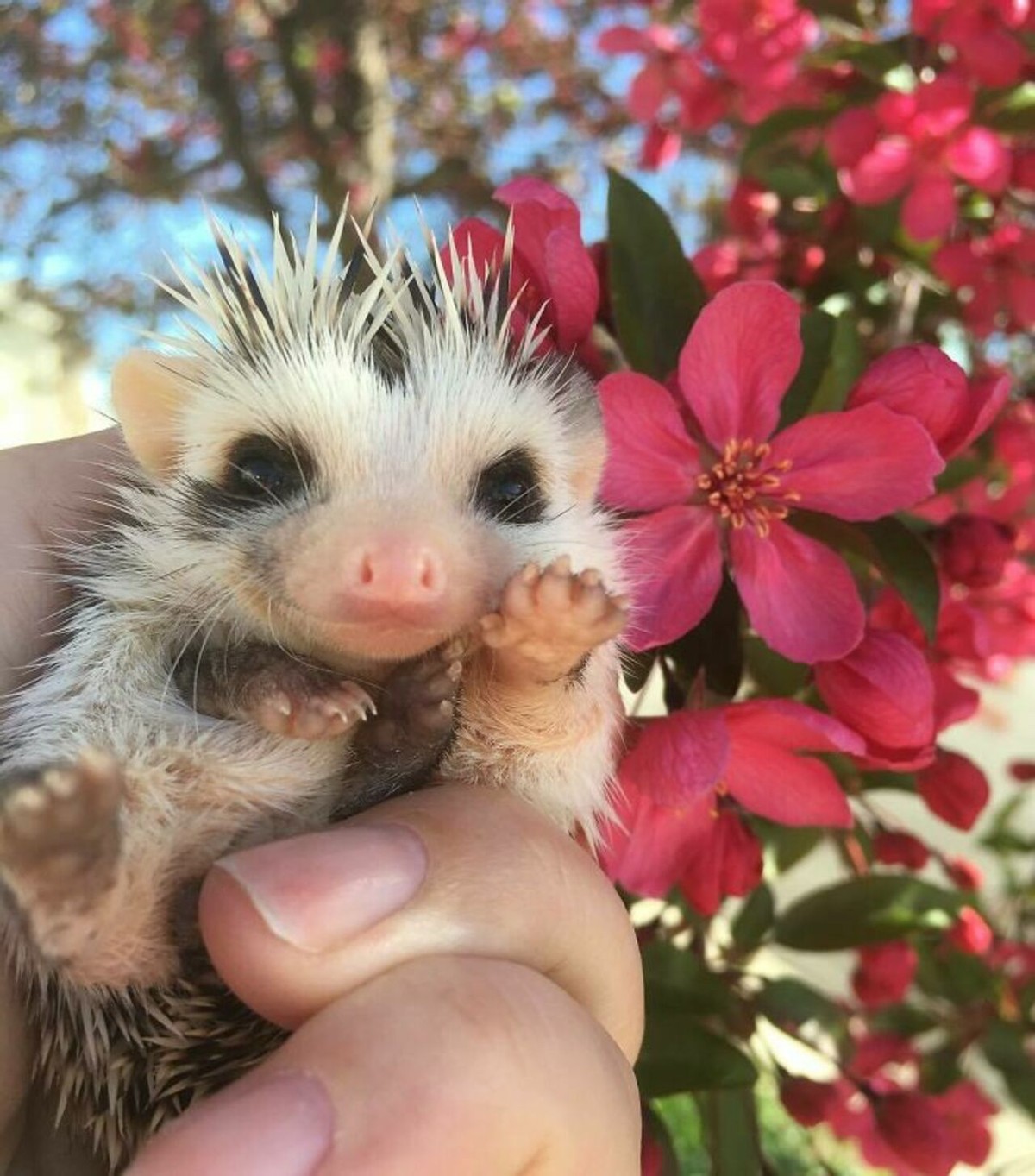 野生刺猬和宠物刺猬的图片,宠物刺猬的真实图片
