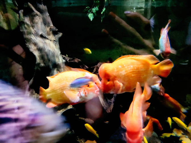 不一样的角度看迪拜,10个冷知识带你认识迪拜