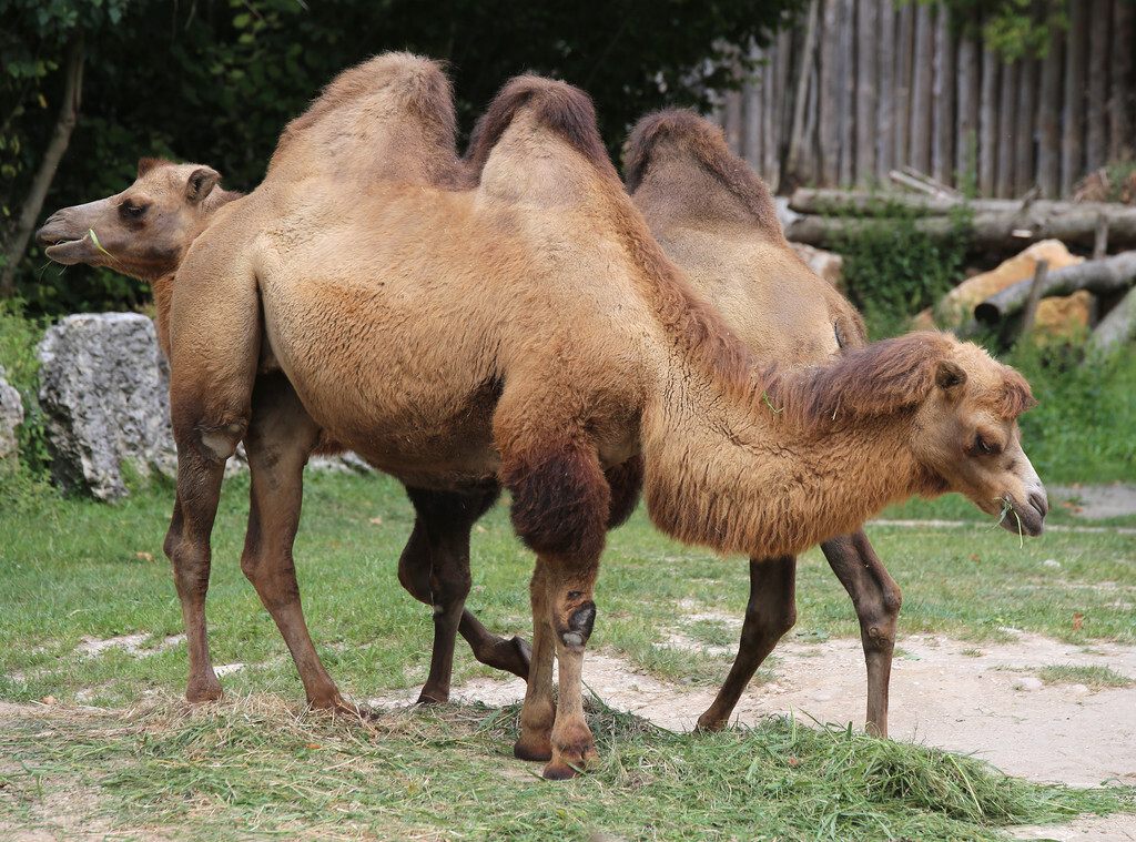 在沙漠中遇到死去的骆驼,在沙漠中碰到死后的骆驼