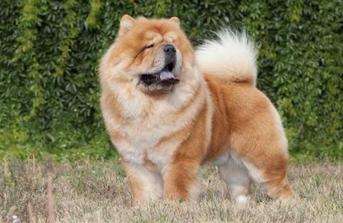 盘点7种出名的中华田园犬,颜值高的几种中华田园犬