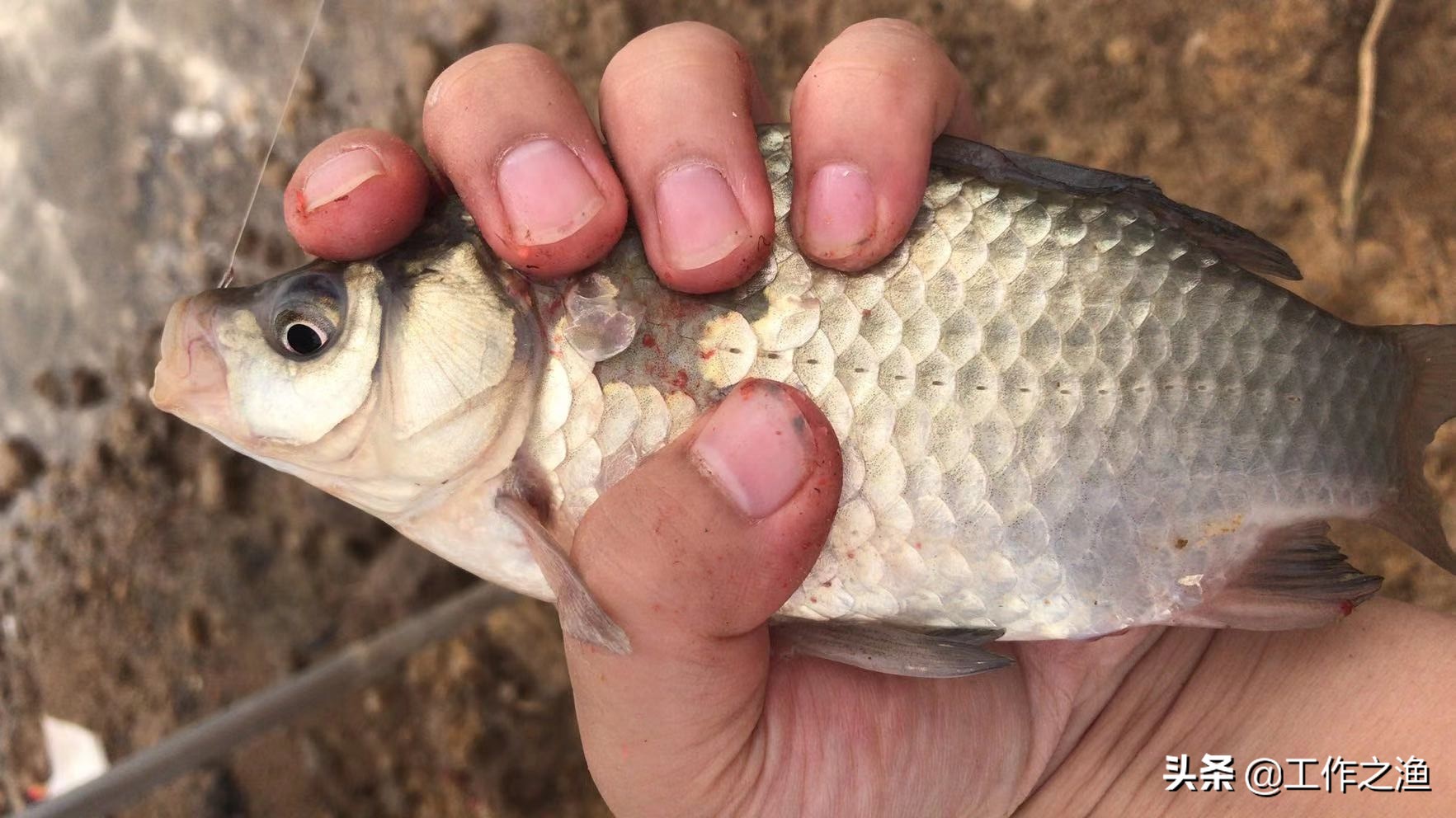 野钓的小鲫鱼能吃吗,尾巴有红线的鲫鱼能吃吗